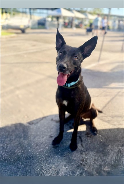 Shelter Stray Female Dog last seen Near BLOCK N MIAMI AVE, Doral, FL 33122