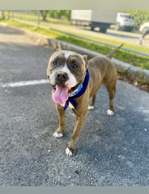 Shelter Stray Male Dog last seen Near BLOCK SW 197 ST, Doral, FL 33122