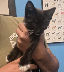 Shelter Stray Female Cat last seen ARVIN ST BAKERSFIELD, Bakersfield, CA 93307