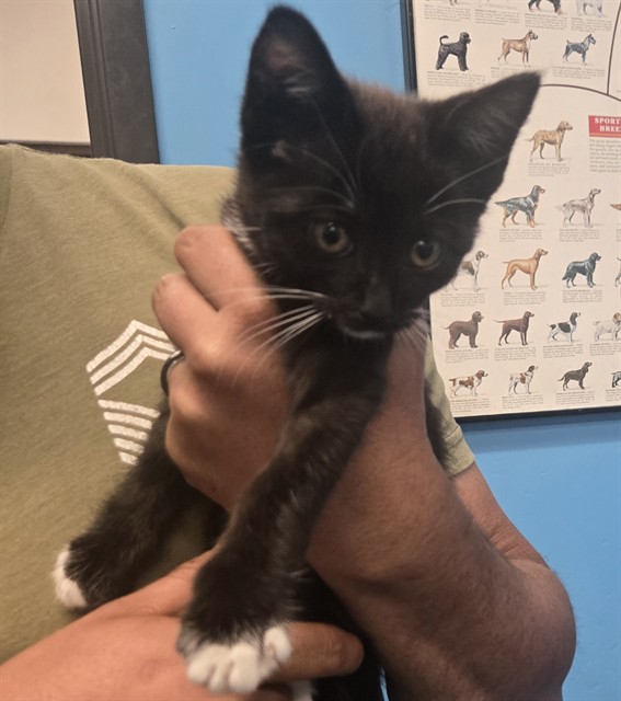 Shelter Stray Female Cat last seen ARVIN ST BAKERSFIELD, Bakersfield, CA 93307