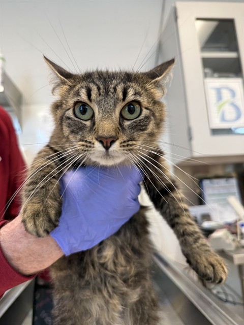 Shelter Stray Female Cat last seen ALAMANCE COUNTY, Green Level, NC 27217