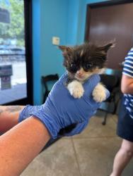 Shelter Stray Female Cat last seen MALDIVES WAY BAKERSFIELD, Bakersfield, CA 93307