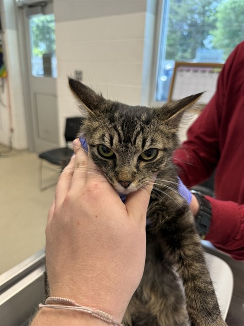 Shelter Stray Female Cat last seen ALAMANCE COUNTY, Green Level, NC 27217