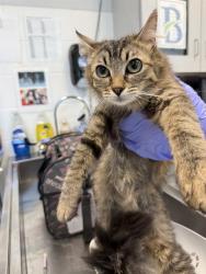 Shelter Stray Female Cat last seen ALAMANCE COUNTY, Green Level, NC 27217
