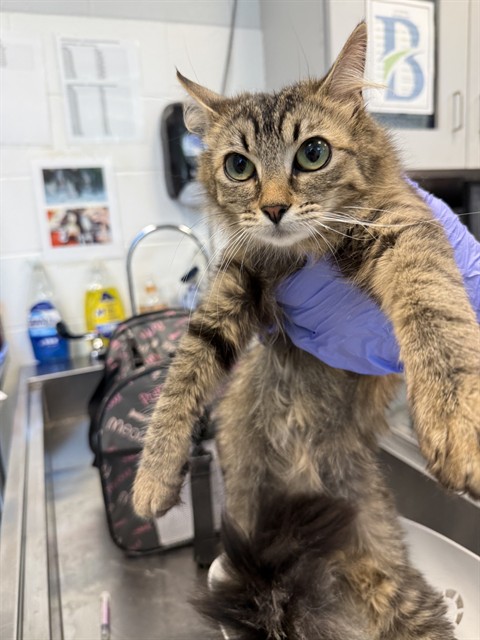 Shelter Stray Female Cat last seen ALAMANCE COUNTY, Green Level, NC 27217