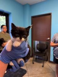 Shelter Stray Male Cat last seen MALDIVES  WAY BAKERSFIELD, Bakersfield, CA 93307