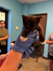Shelter Stray Female Cat last seen MALDIVES WAY BAKERSFIELD, Bakersfield, CA 93307