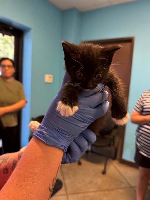 Shelter Stray Female Cat last seen MALDIVES WAY BAKERSFIELD, Bakersfield, CA 93307