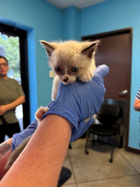 Shelter Stray Male Cat last seen MALDIVES WAY BAKERSFIELD, Bakersfield, CA 93307