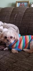 Lost Female Dog last seen West Mound elementary school, Columbus, OH 43223