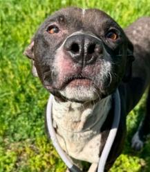 Shelter Stray Male Dog last seen Near BLOCK S 24TH ST, Watterson Park, KY 40218