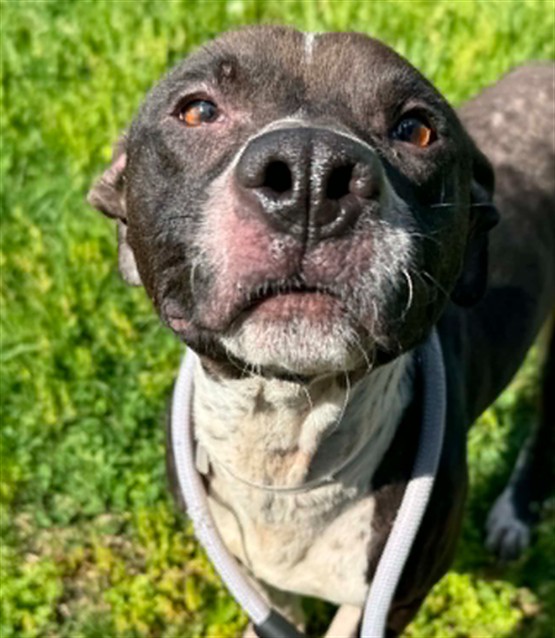 Shelter Stray Male Dog last seen Near BLOCK S 24TH ST, Watterson Park, KY 40218
