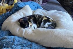 Lost Female Cat last seen Ave P/Bayou Glen Dr, La Porte, TX 77571