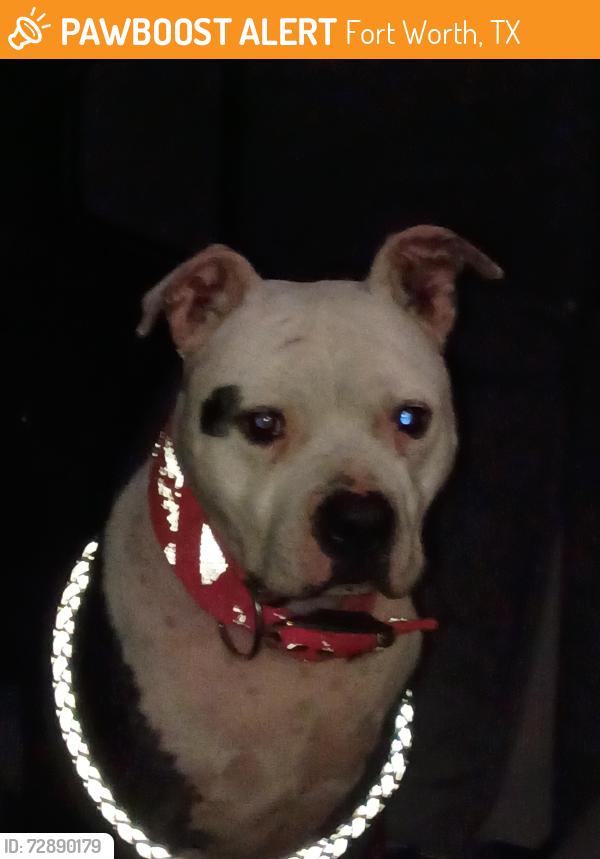 Found/Stray Male Dog last seen Meacham Blvd , Fort Worth, TX 76106