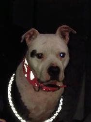 Found/Stray Male Dog last seen Meacham Blvd , Fort Worth, TX 76106