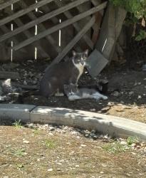 Found/Stray Female Cat last seen Miracle mile, Stockton, CA 95202
