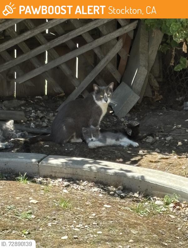 Found/Stray Female Cat last seen Miracle mile, Stockton, CA 95202