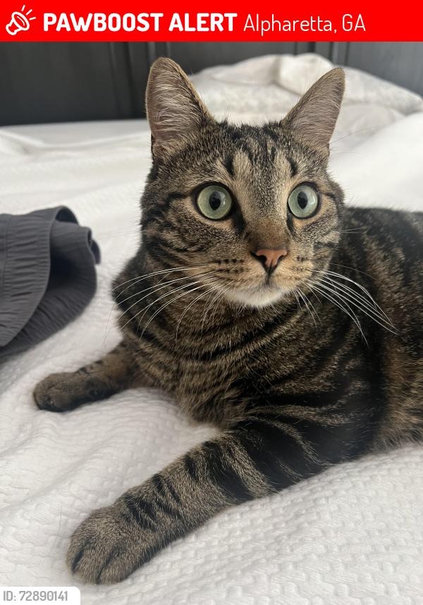 Lost Male Cat last seen Pruitt Drive Alpharetta Georgia , Alpharetta, GA 30004