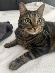 Lost Male Cat last seen Pruitt Drive Alpharetta Georgia , Alpharetta, GA 30004