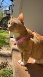 Lost Male Cat last seen Ames Street, Fayetteville, NC 28305