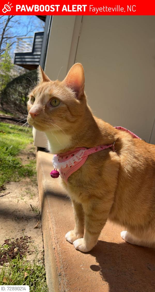 Lost Male Cat last seen Ames Street, Fayetteville, NC 28305
