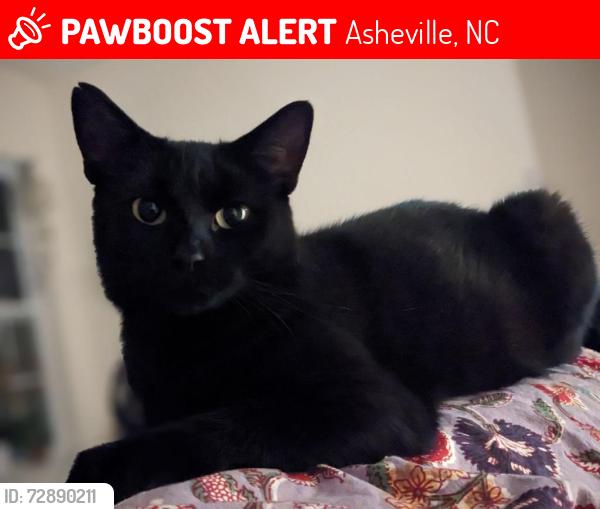 Lost Female Cat last seen Grove at Appeldoorn cndmniums, Asheville, NC 28803