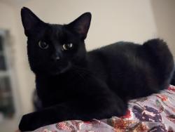 Lost Female Cat last seen Grove at Appeldoorn cndmniums, Asheville, NC 28803