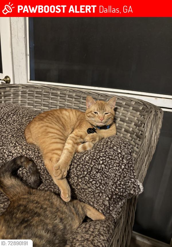 Lost Male Cat last seen Trace Road and Hillside Drive, Dallas, GA 30157