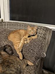 Lost Male Cat last seen Trace Road and Hillside Drive, Dallas, GA 30157