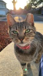 Lost Female Cat last seen Pamela Dr., Bay Point, CA 94565