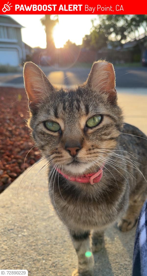 Lost Female Cat last seen Pamela Dr., Bay Point, CA 94565