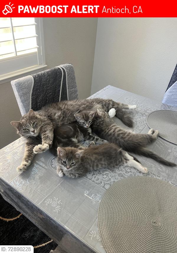 Lost Female Cat last seen Near Kern Mountain Way, Antioch, CA 94531