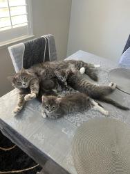 Lost Female Cat last seen Near Kern Mountain Way, Antioch, CA 94531