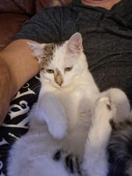 Lost Female Cat last seen Morgantown st , Uniontown, PA 15401