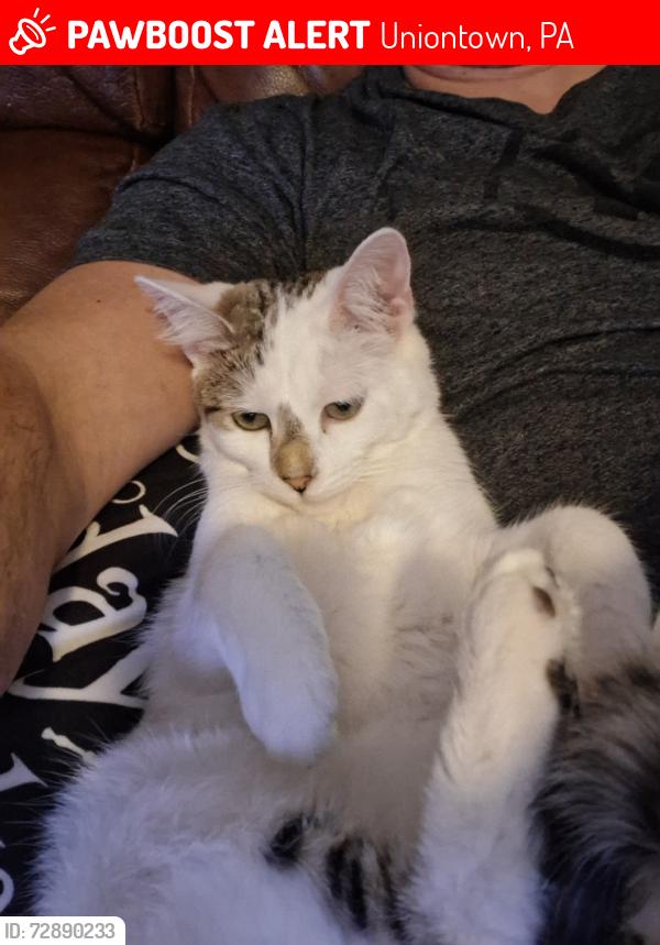 Lost Female Cat last seen Morgantown st , Uniontown, PA 15401