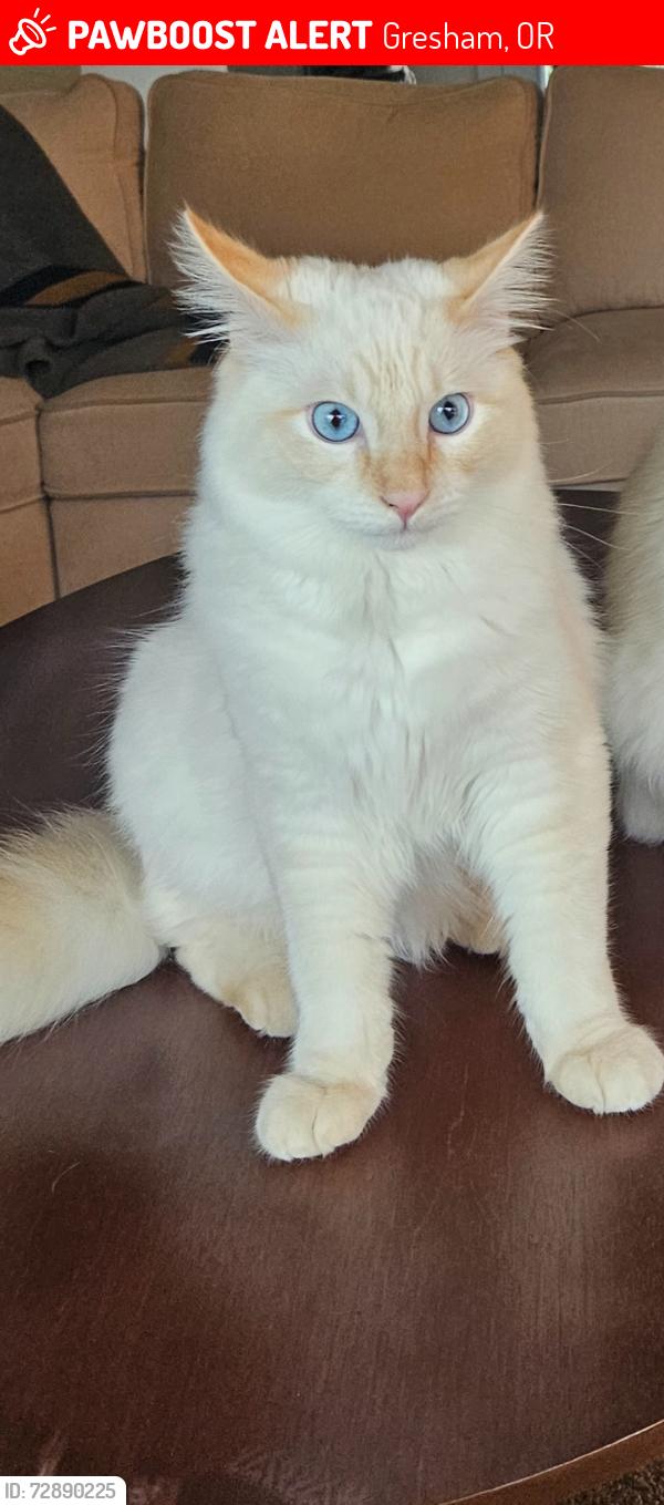 Lost Male Cat last seen SE Powell Valley RD and Barnes Ave, Gresham, OR 97080