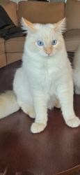 Lost Male Cat last seen SE Powell Valley RD and Barnes Ave, Gresham, OR 97080