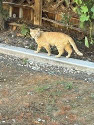Found/Stray Male Cat last seen Miracle mile, Stockton, CA 95202