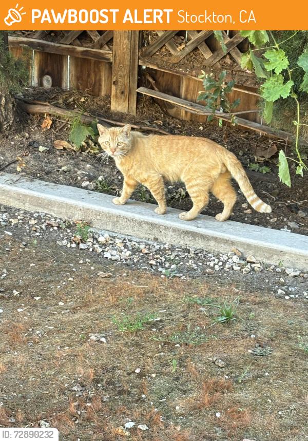 Found/Stray Male Cat last seen Miracle mile, Stockton, CA 95202