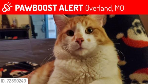 Lost Male Cat last seen Flora ave, Overland, MO 63114