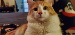Lost Male Cat last seen Flora ave, Overland, MO 63114