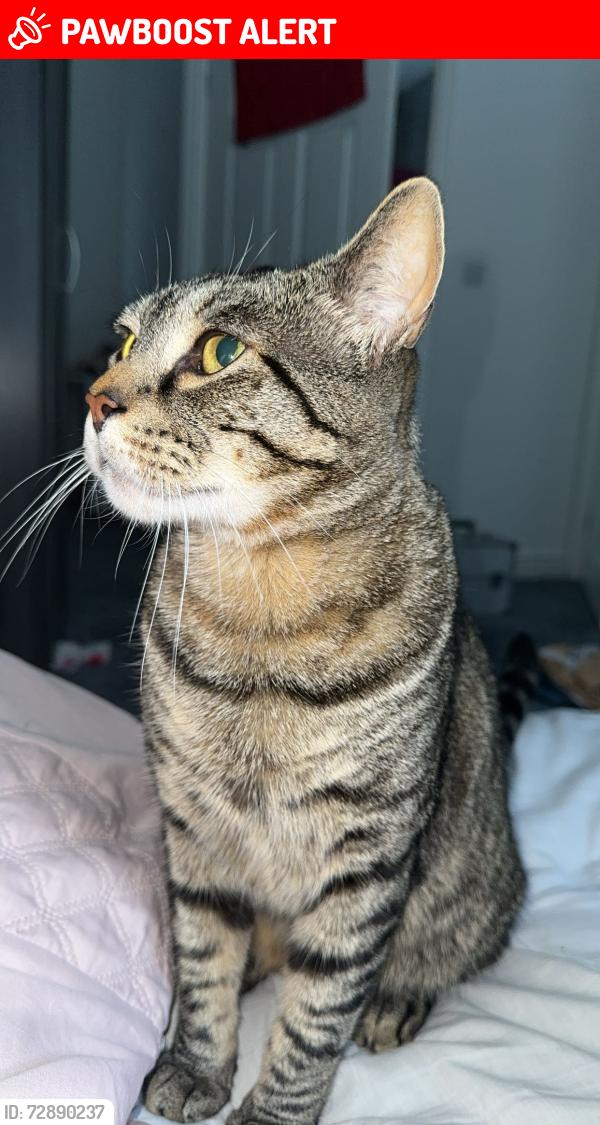 Lost Male Cat last seen The New est, of Briars lane , Stainforth, England DN7