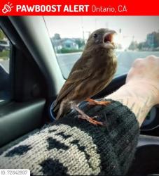Lost Female Bird last seen San Antonio and 6th , Ontario, CA 91762