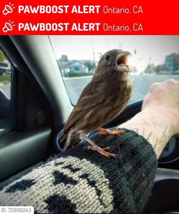 Lost Female Bird last seen San Antonio and 6th , Ontario, CA 91762