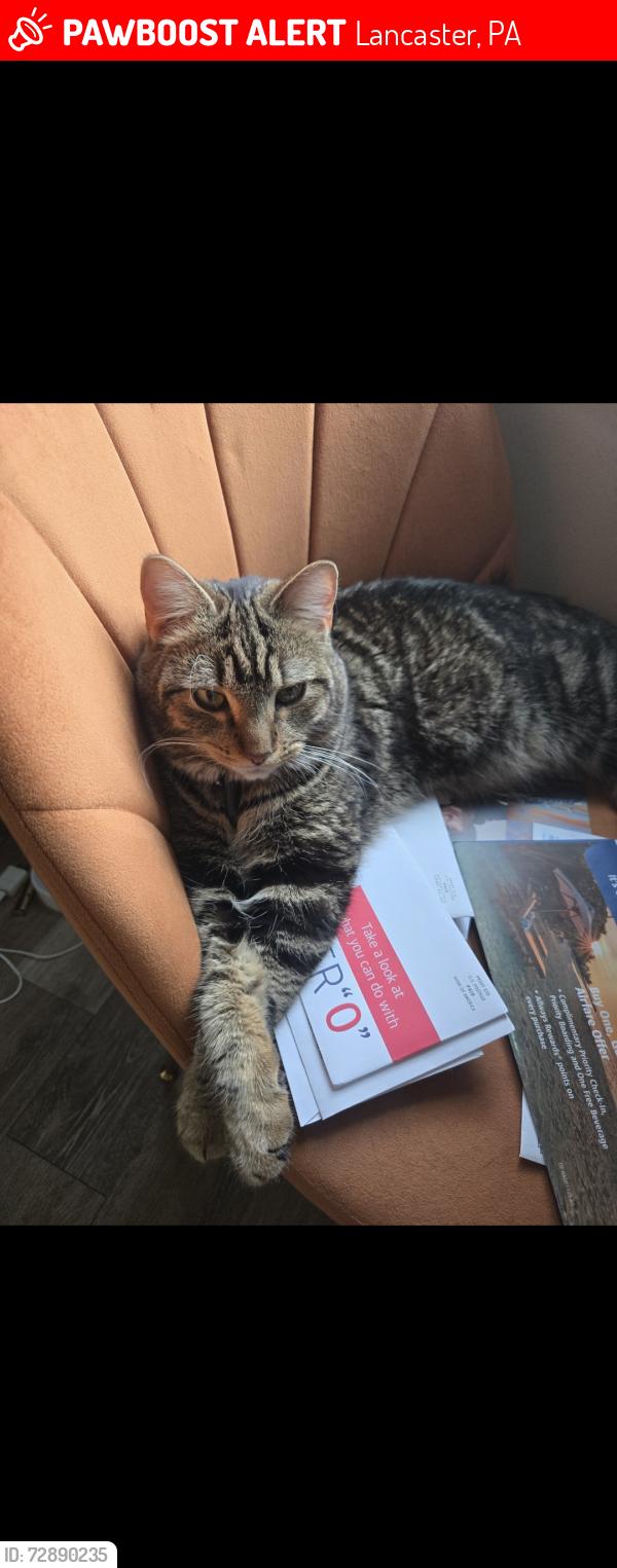 Lost Male Cat last seen St Leo's the great catholic church, Lancaster, PA 17601