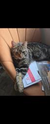 Lost Male Cat last seen St Leo's the great catholic church, Lancaster, PA 17601