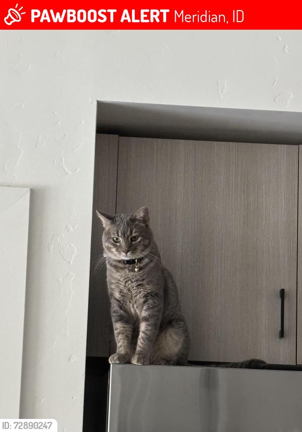 Lost Male Cat last seen Altair apmts, Meridian, ID 83642