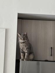 Lost Male Cat last seen Altair apmts, Meridian, ID 83642