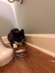 Found/Stray Male Cat last seen Holly Springs Rd, Holly Springs, NC 27540