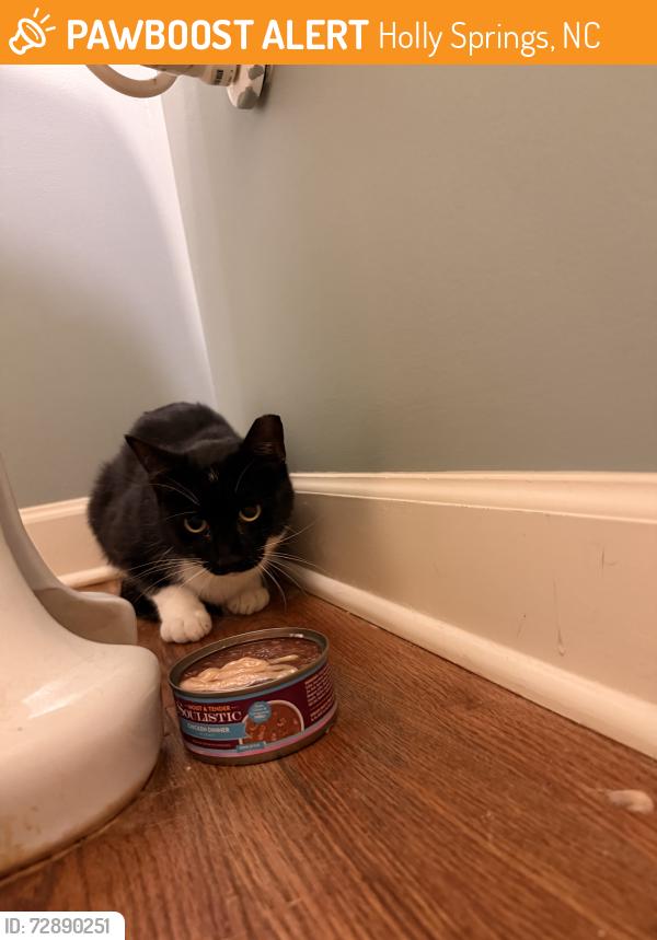 Found/Stray Male Cat last seen Holly Springs Rd, Holly Springs, NC 27540